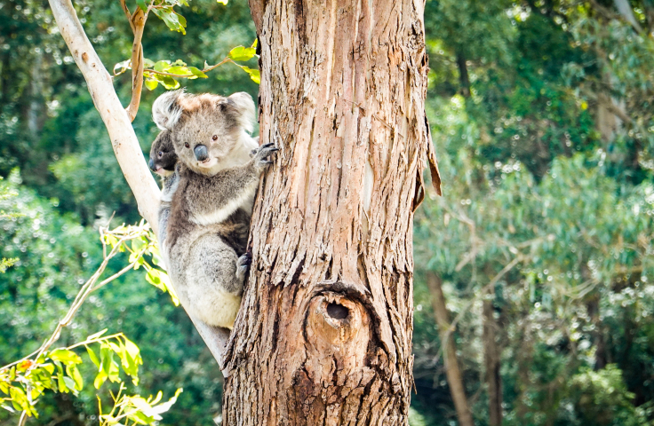 A koala in a tree with a baby on her back. 